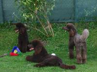 Dog Friends